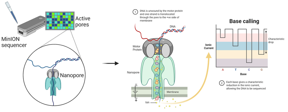 Long-read sequencing technologies by Oxford Nanopore Technologies
