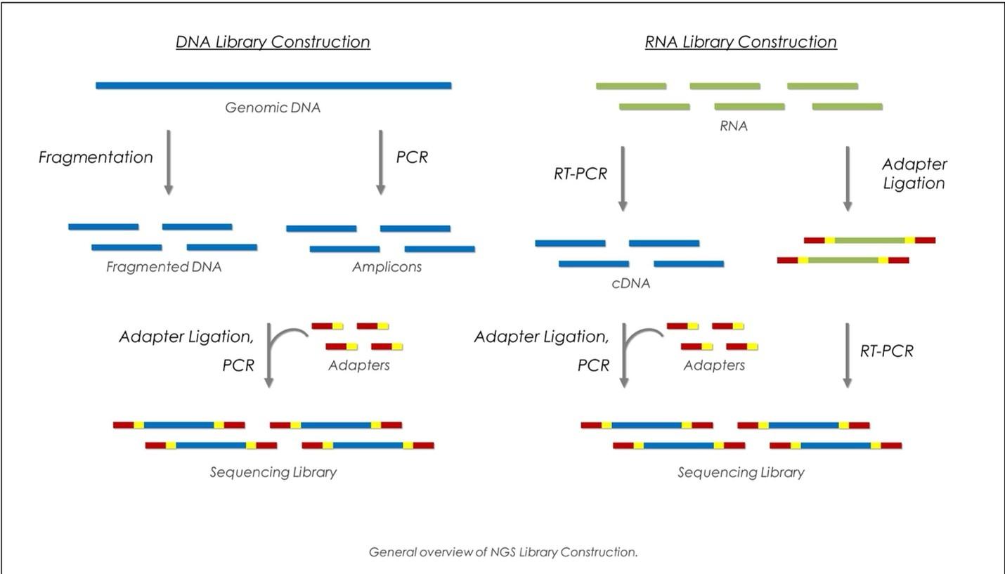 Introduction of Next-Generation Sequencing (NGS) Technology - Cover Image