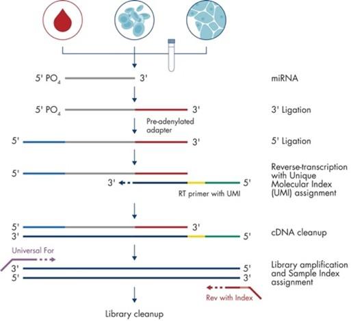 RNA-seq library prep by poly (A) tailing - Cover Image