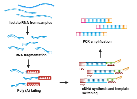 Worflow of Poly(A) Tailing for Full-Length mRNA-seq
