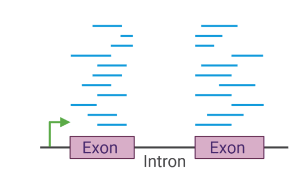 The Importance of NGS Sequencing Coverage and Throughput - Cover Image