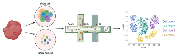 Single-Cell RNA Sequencing vs. Single-Nucleus RNA  - Cover Image