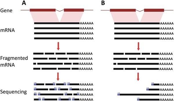 RNA Sequencing (RNA-Seq) Methods for NGS - Cover Image