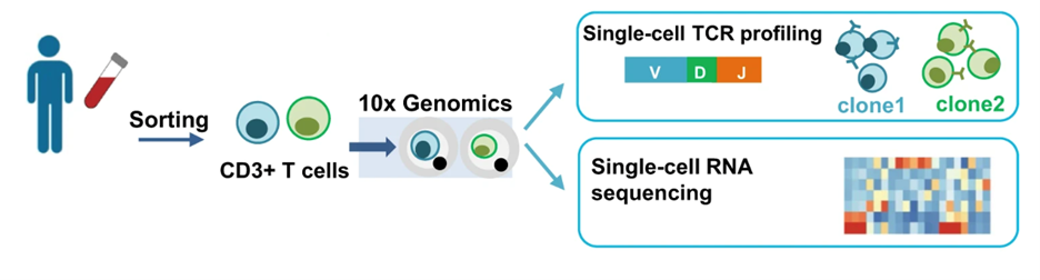 Immune repertoire analysis by NGS - Cover Image